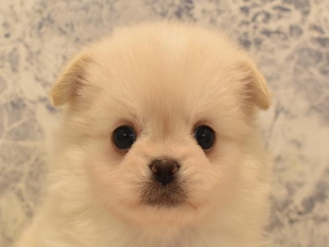 2023年12月30日生まれのハーフ犬の1枚目の写真